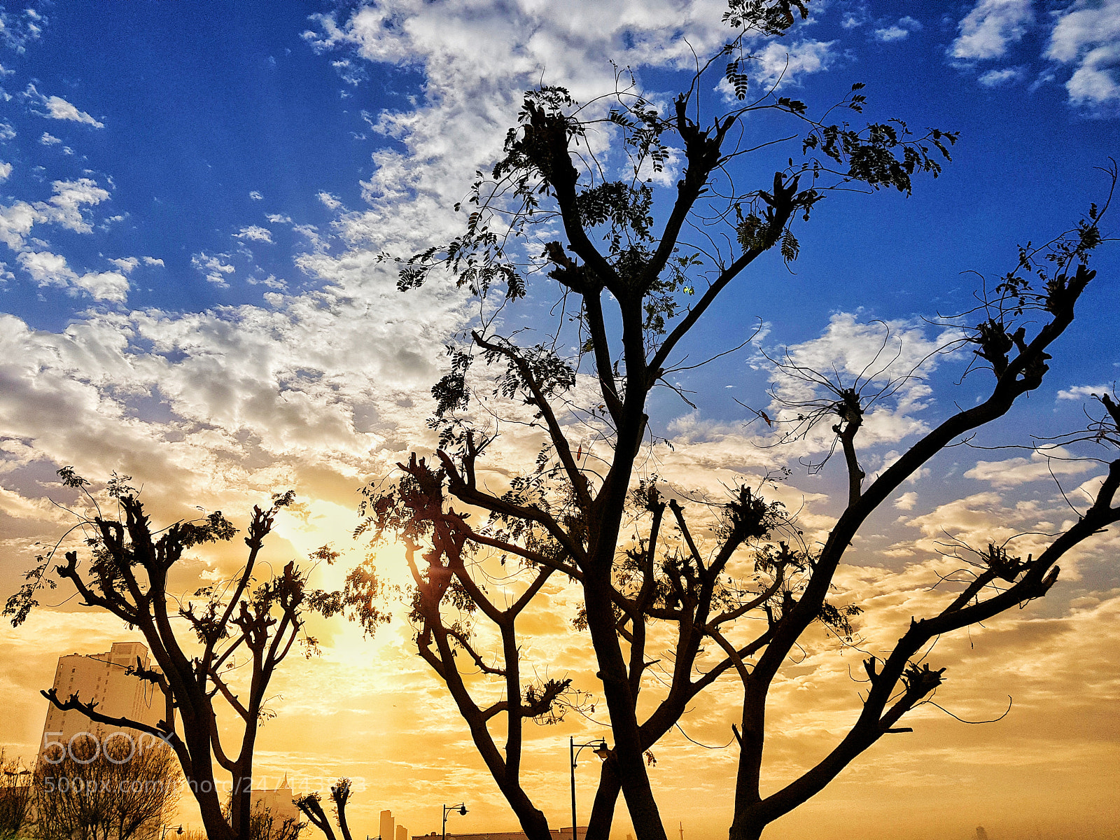 Samsung Galaxy S8+ sample photo. Tree photography