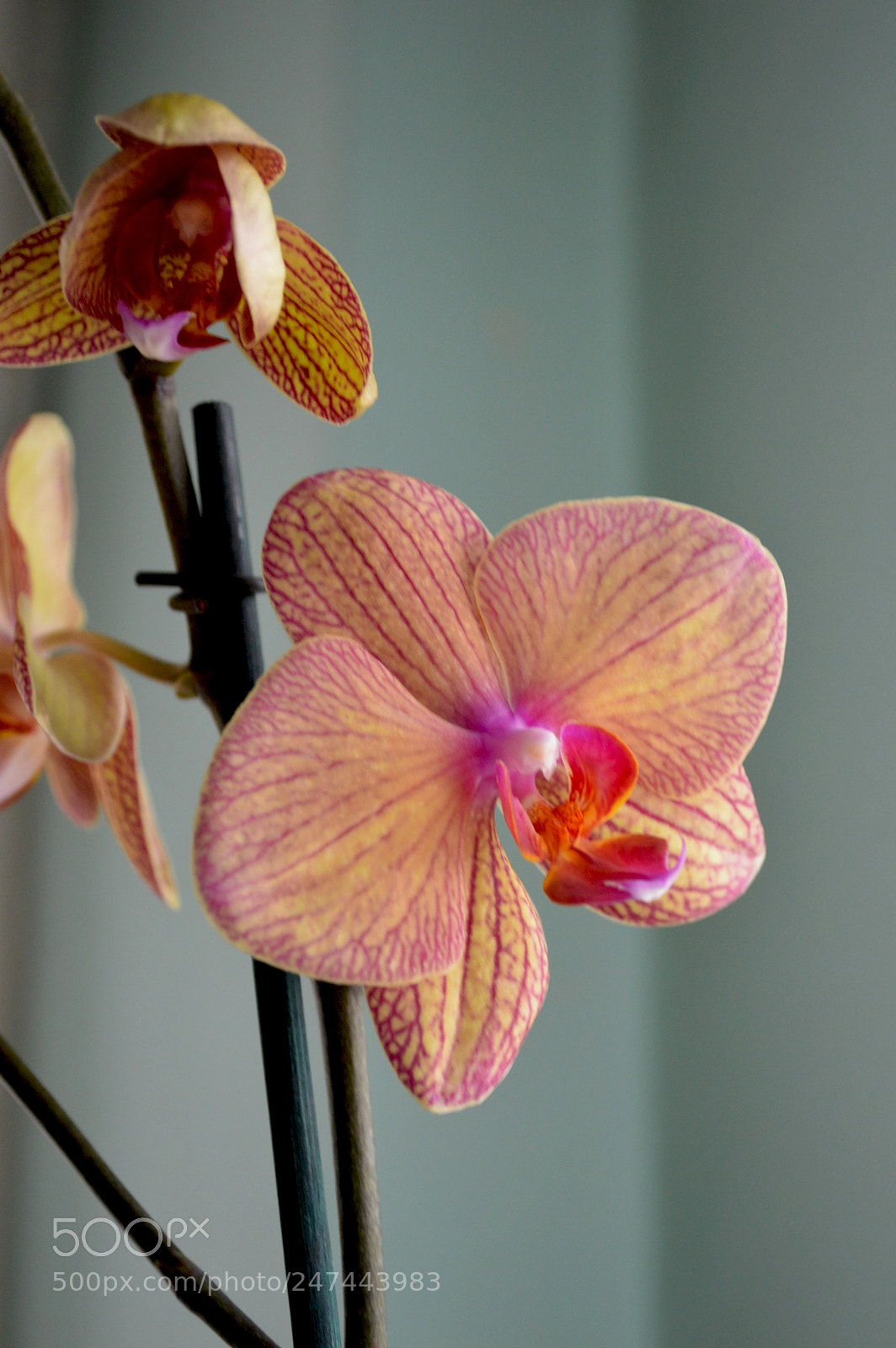 Nikon D3200 sample photo. Beautiful orchids photography