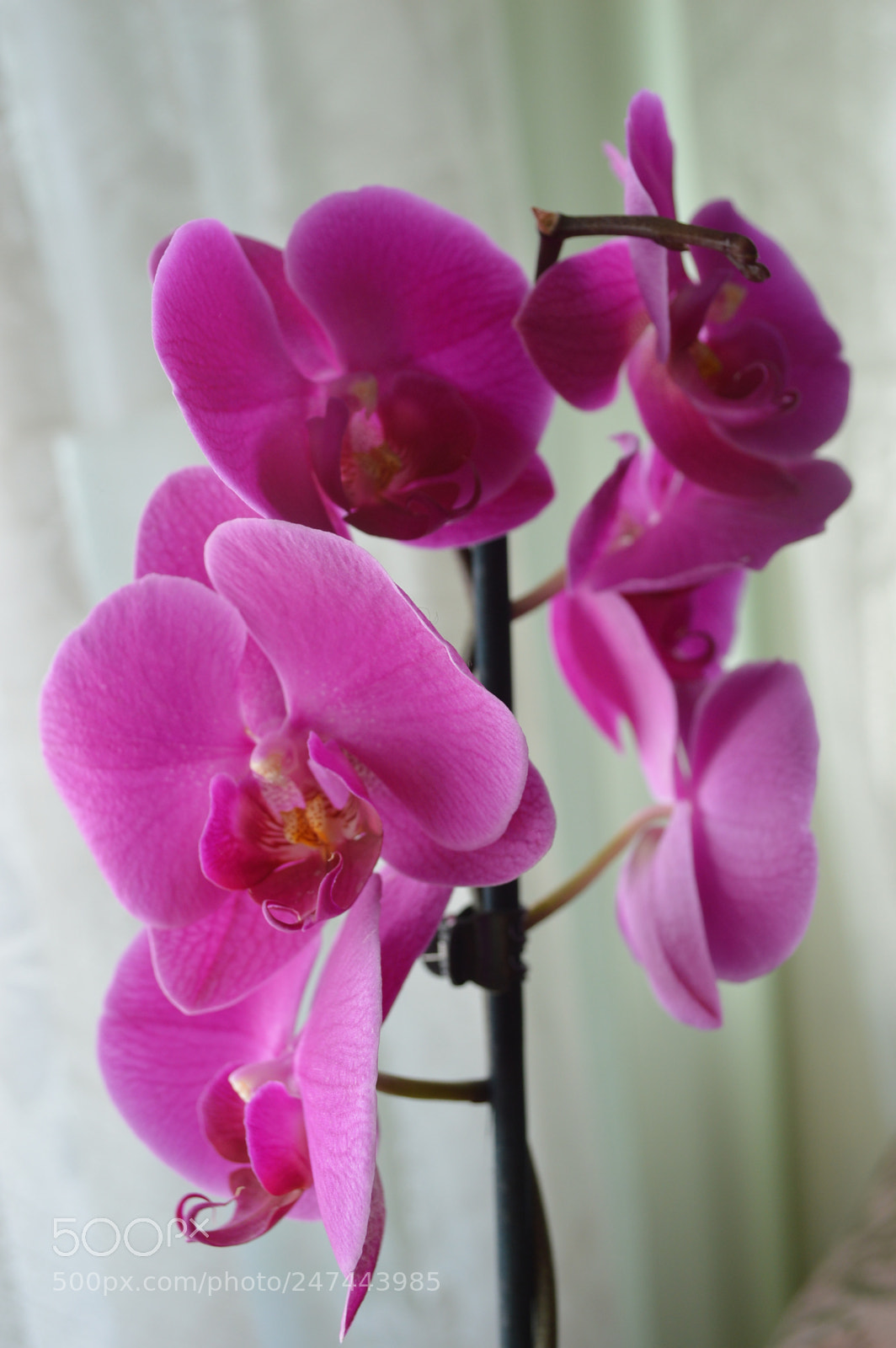 Nikon D3200 sample photo. Beautiful orchids photography
