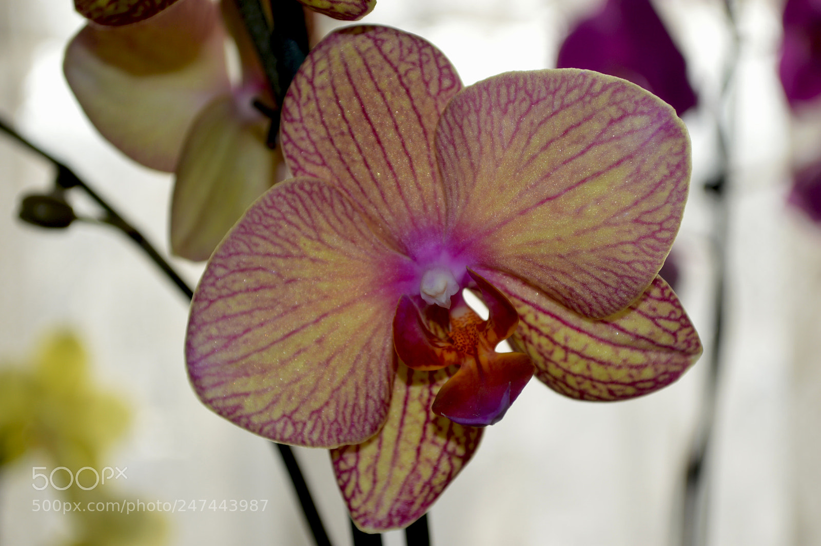 Nikon D3200 sample photo. Beautiful orchids photography