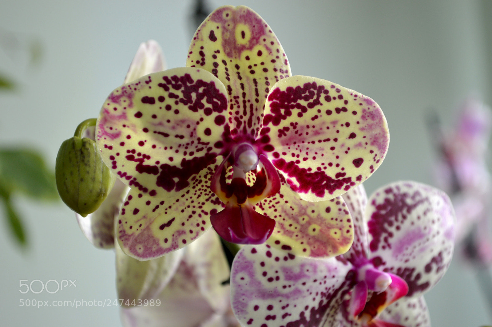 Nikon D3200 sample photo. Beautiful orchids photography