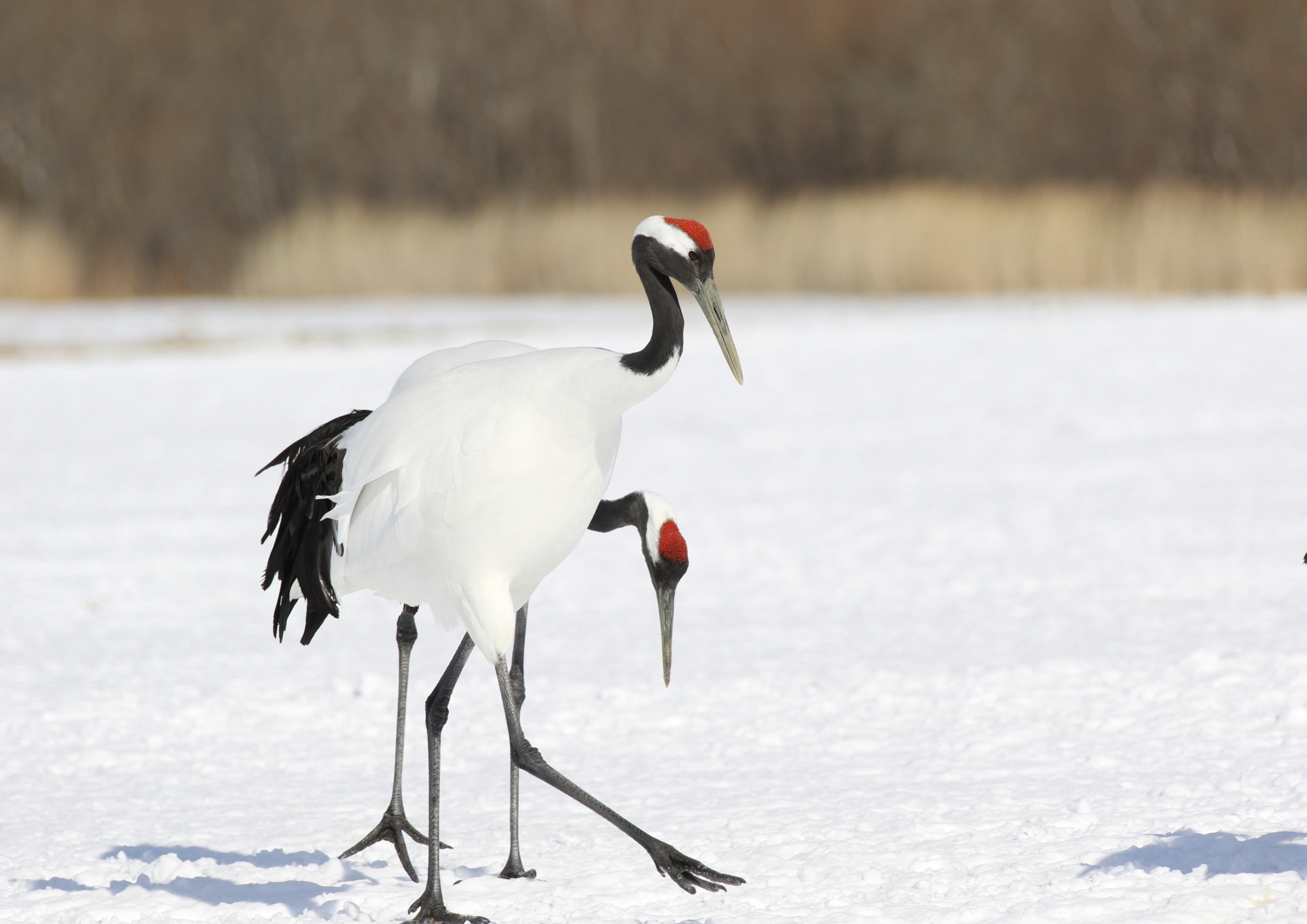 Canon EF 28-300mm F3.5-5.6L IS USM sample photo. Grues du japon ile d hokkaido photography