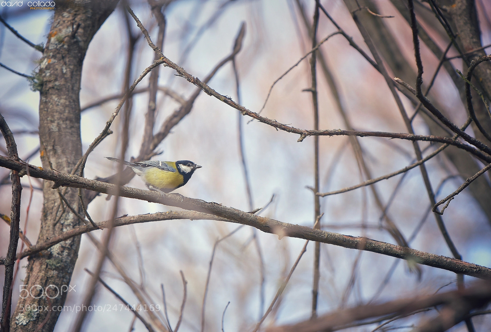 Nikon D7200 sample photo. Carbonero comun photography