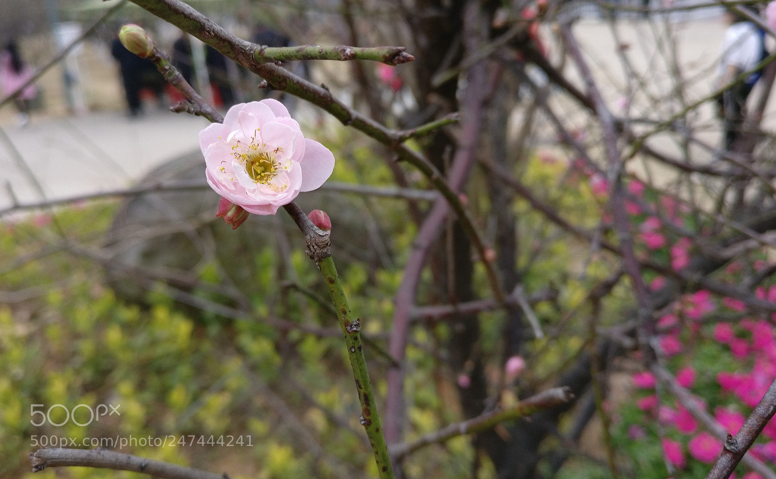 OnePlus A3010 sample photo. Flower photography