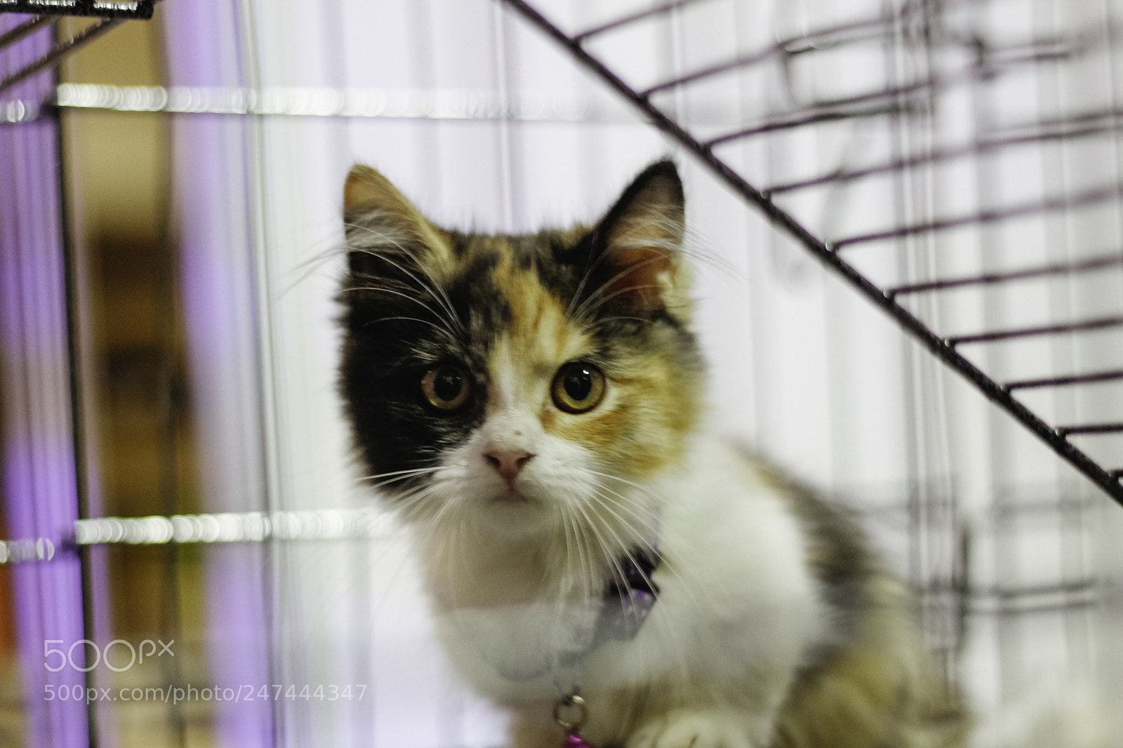 Canon EOS 50D sample photo. Cutiepie photography