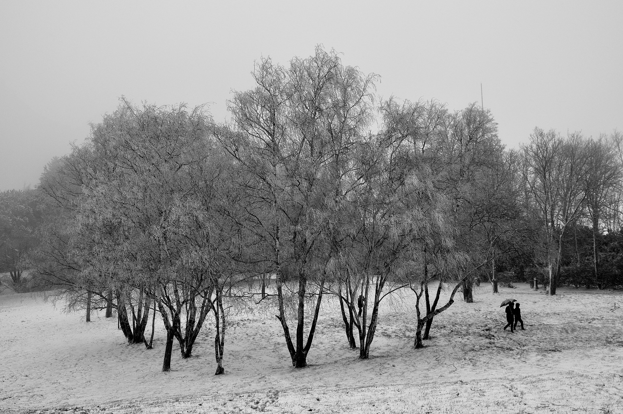 Nikon D90 sample photo. Neve in parco photography