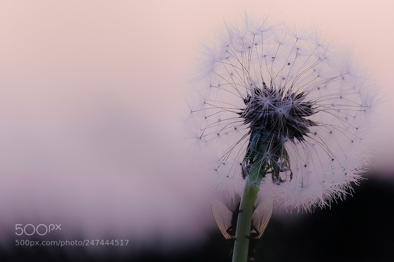 Fujifilm X-H1 sample photo. Snap photography