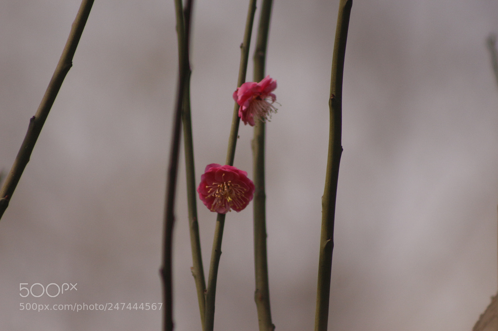 Canon EOS 700D (EOS Rebel T5i / EOS Kiss X7i) sample photo. Untitled photography