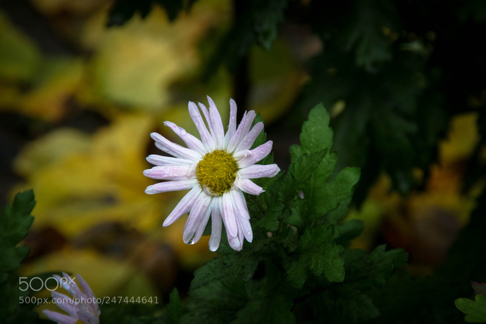 Canon EOS 30D sample photo. Img photography