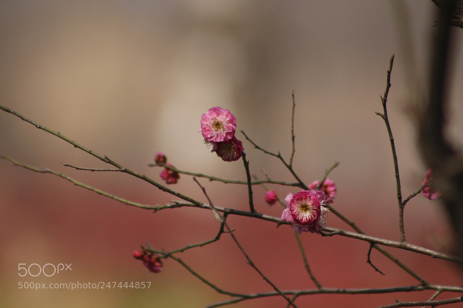 Canon EOS 700D (EOS Rebel T5i / EOS Kiss X7i) sample photo. Untitled photography