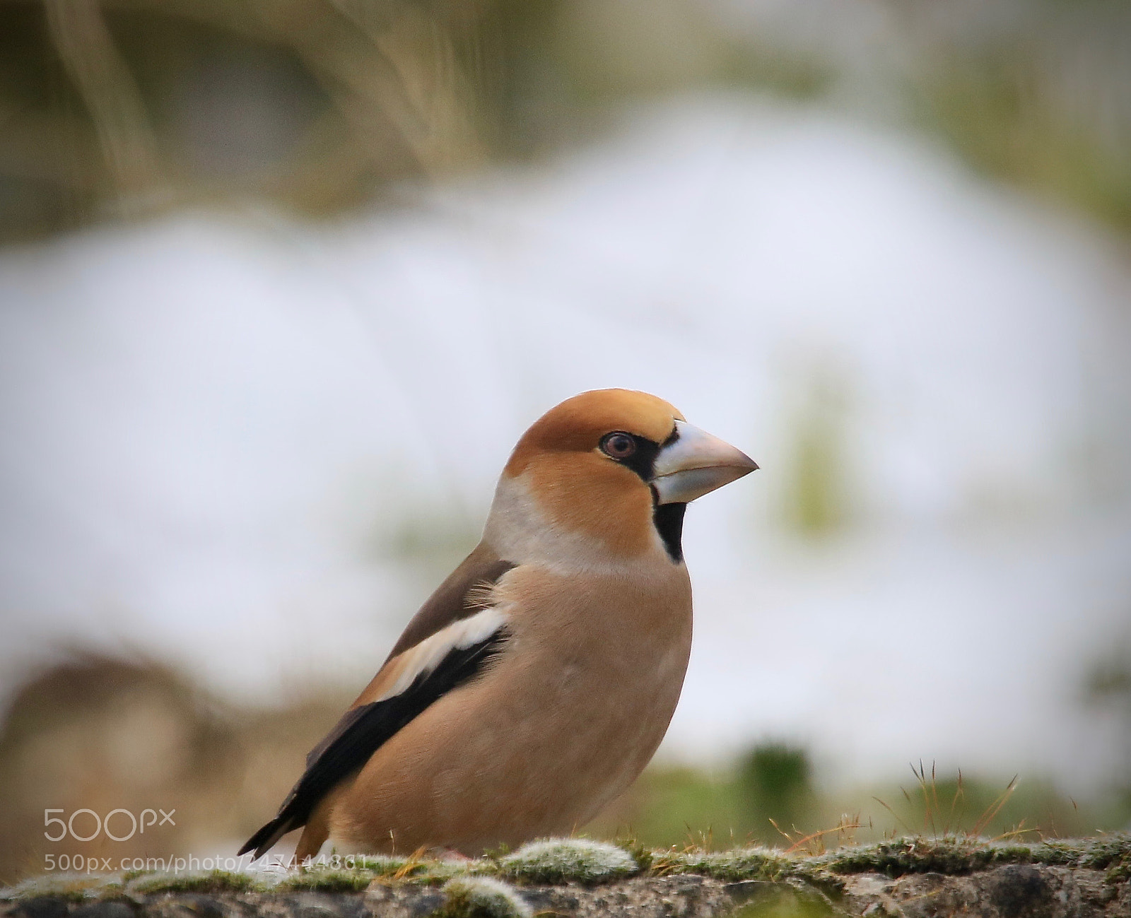 Canon EOS 7D Mark II sample photo. Kernbeisser photography