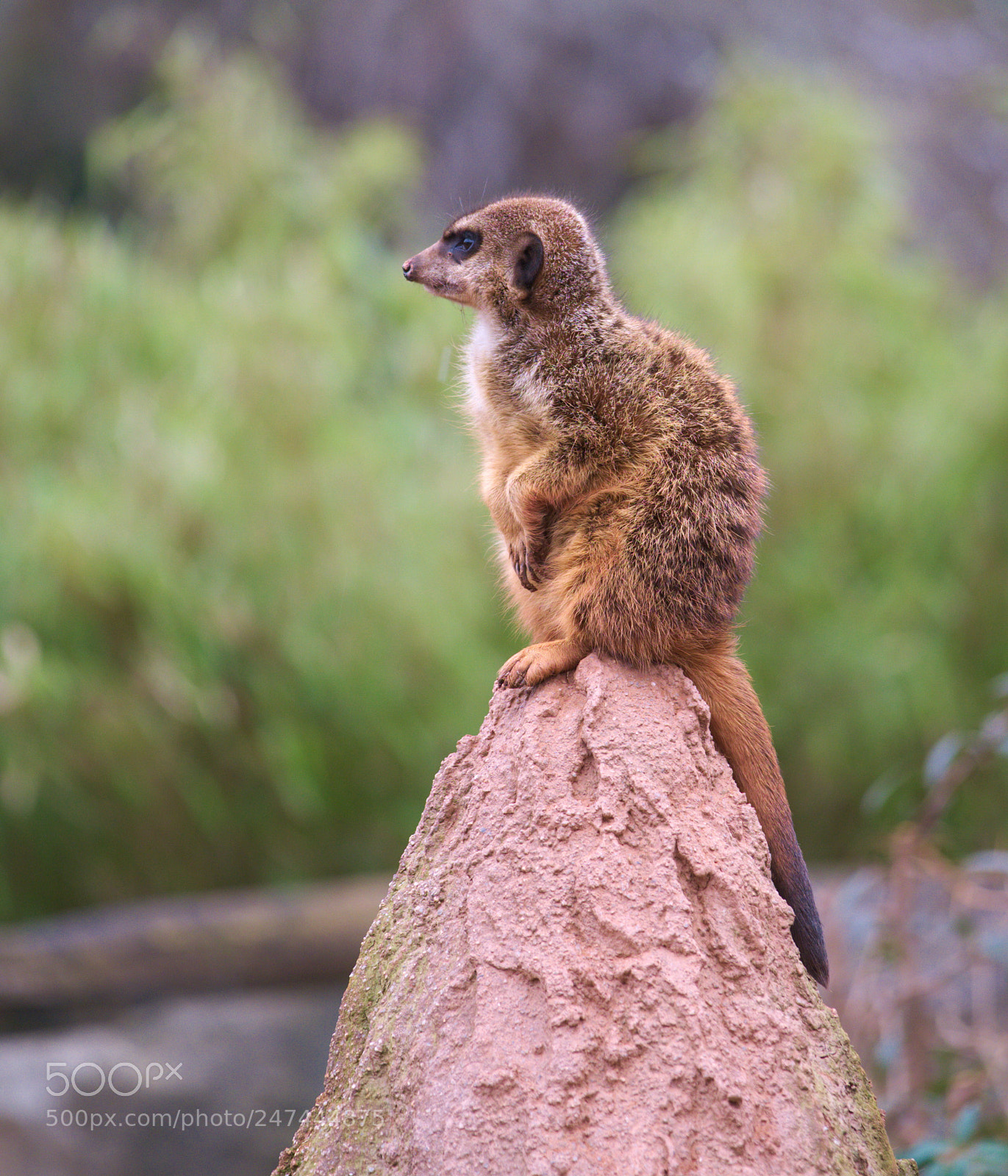 Fujifilm X-T20 sample photo. Suricata suricatta photography