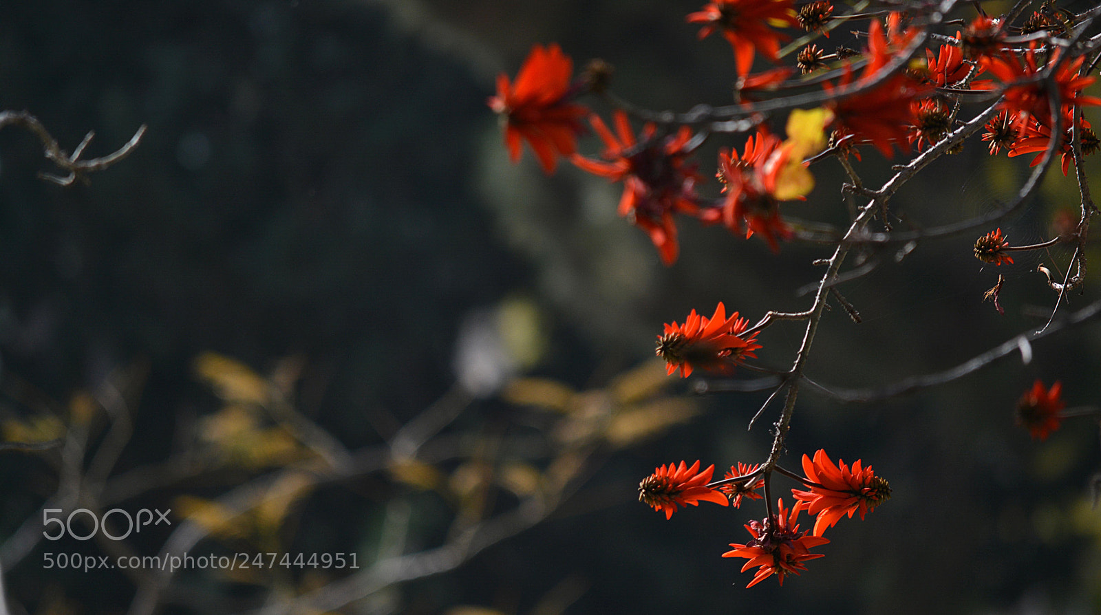 Nikon D5200 sample photo. Blossom photography