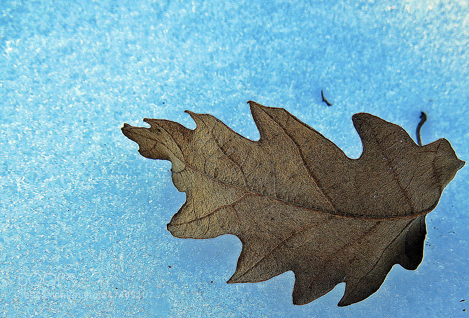 Canon PowerShot SX50 HS sample photo. Winter photography