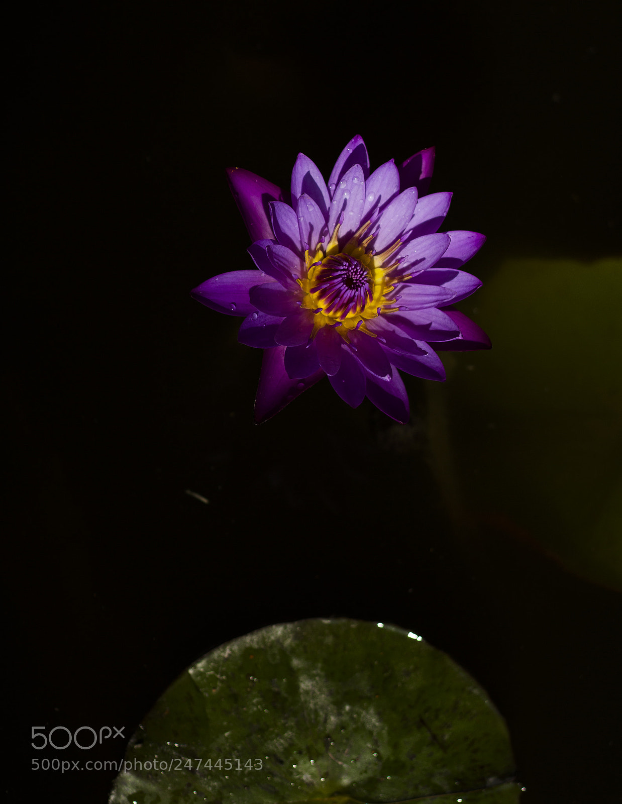 Canon EOS 600D (Rebel EOS T3i / EOS Kiss X5) sample photo. "the divine" photography