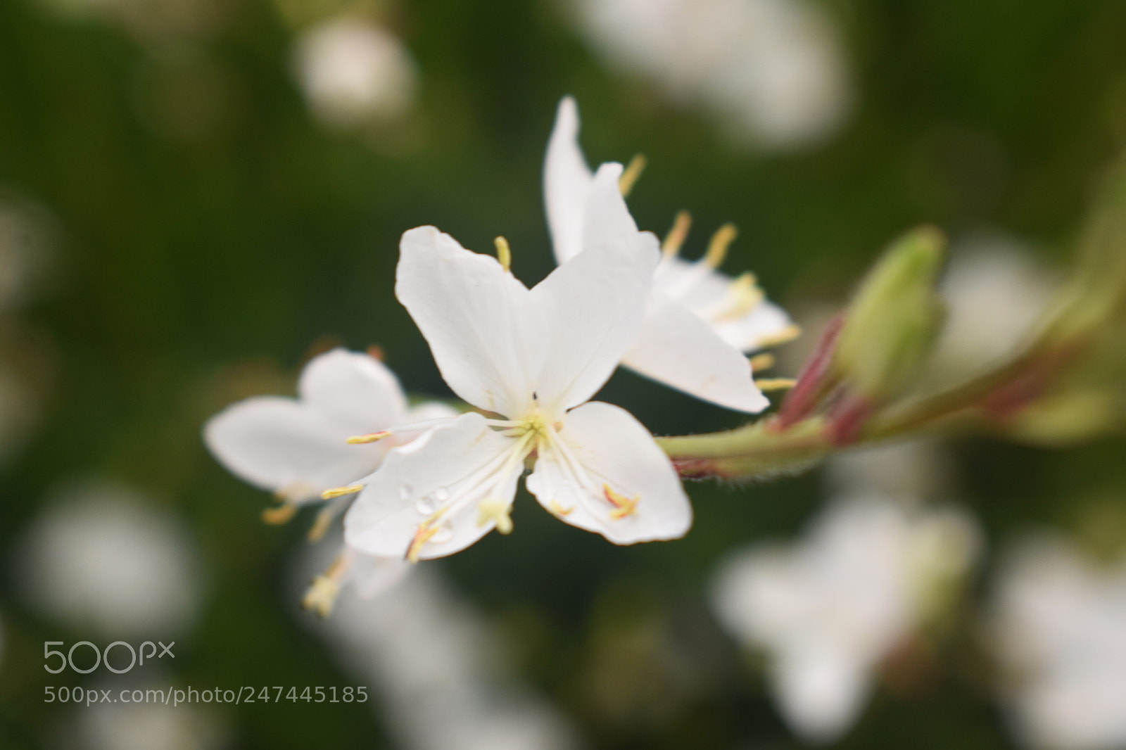 Nikon D3400 sample photo. Floral flutter photography