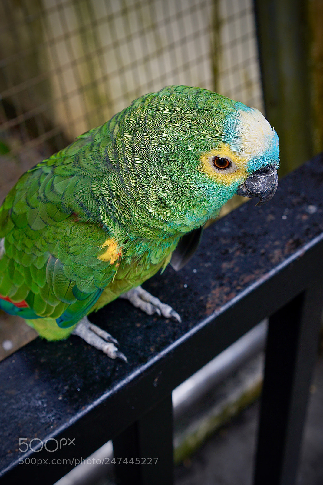 Sony a7R II sample photo. The cutie! photography