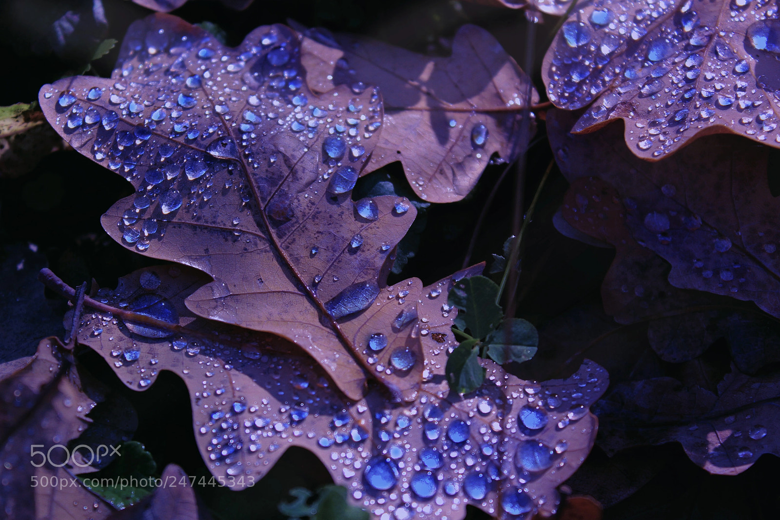 Canon EOS 650D (EOS Rebel T4i / EOS Kiss X6i) sample photo. Beauty photography