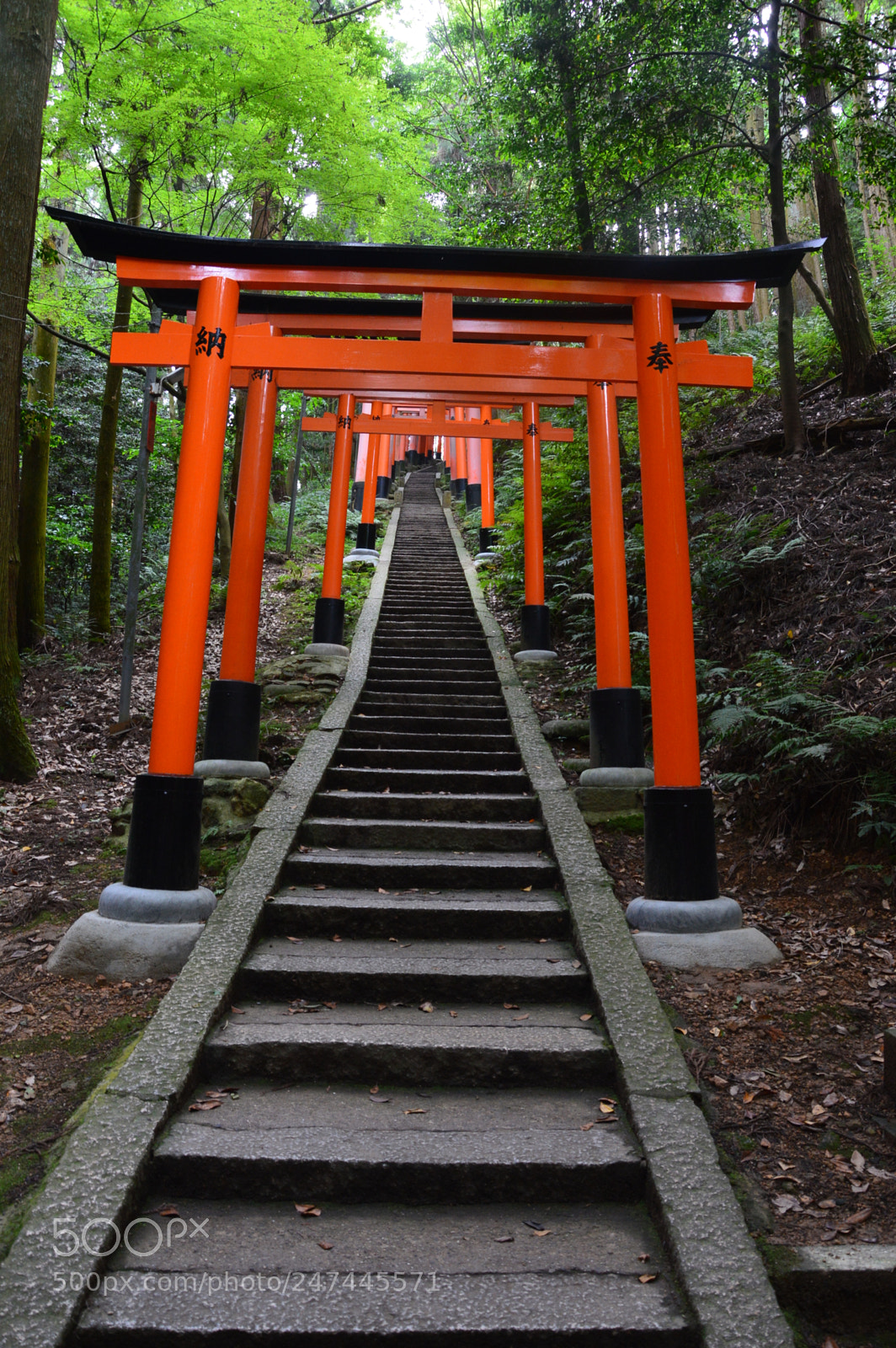 Nikon D3200 sample photo. Tori photography