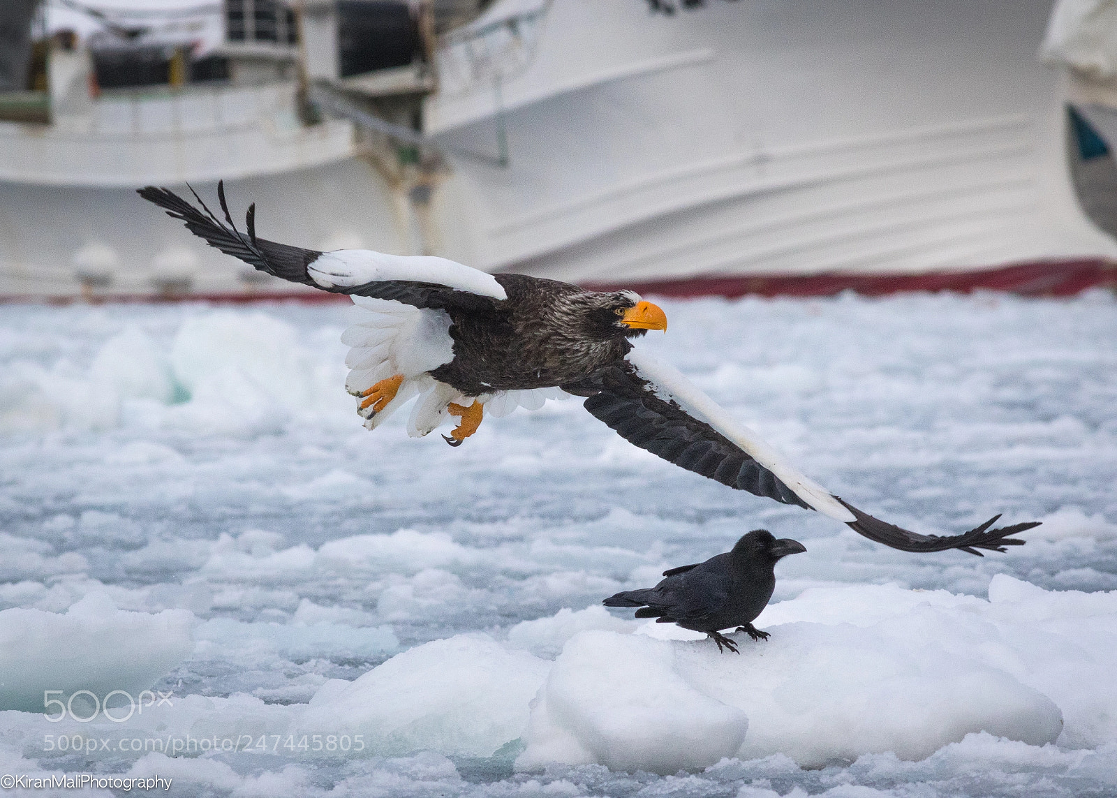 Canon EOS 7D Mark II sample photo. Eagle n crow photography