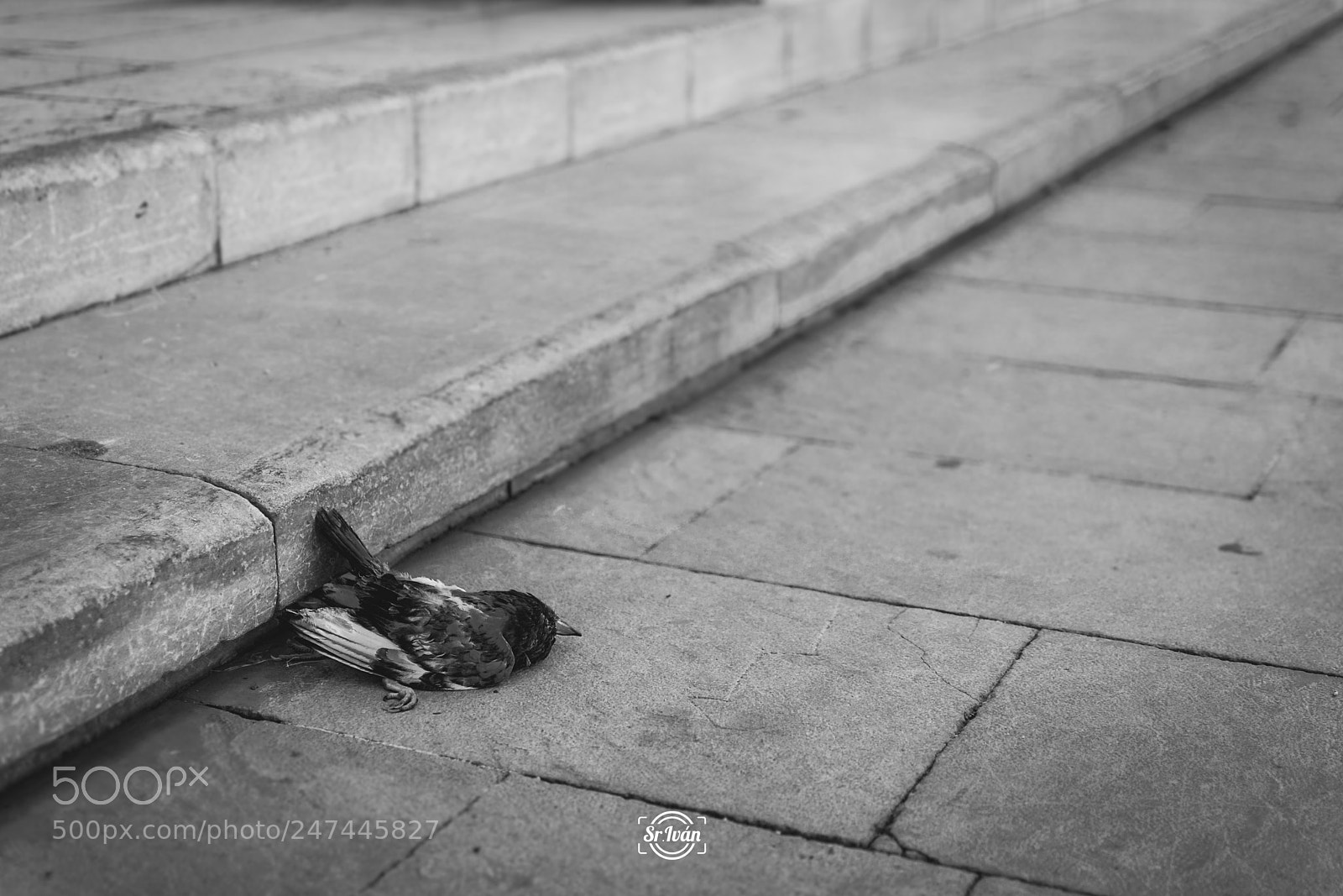Nikon D7100 sample photo. - e n d - photography