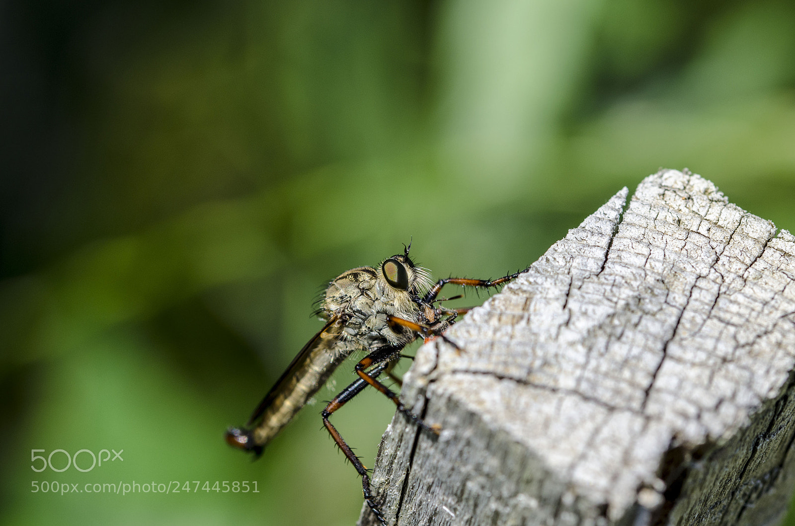 Nikon D5100 sample photo. Fly photography