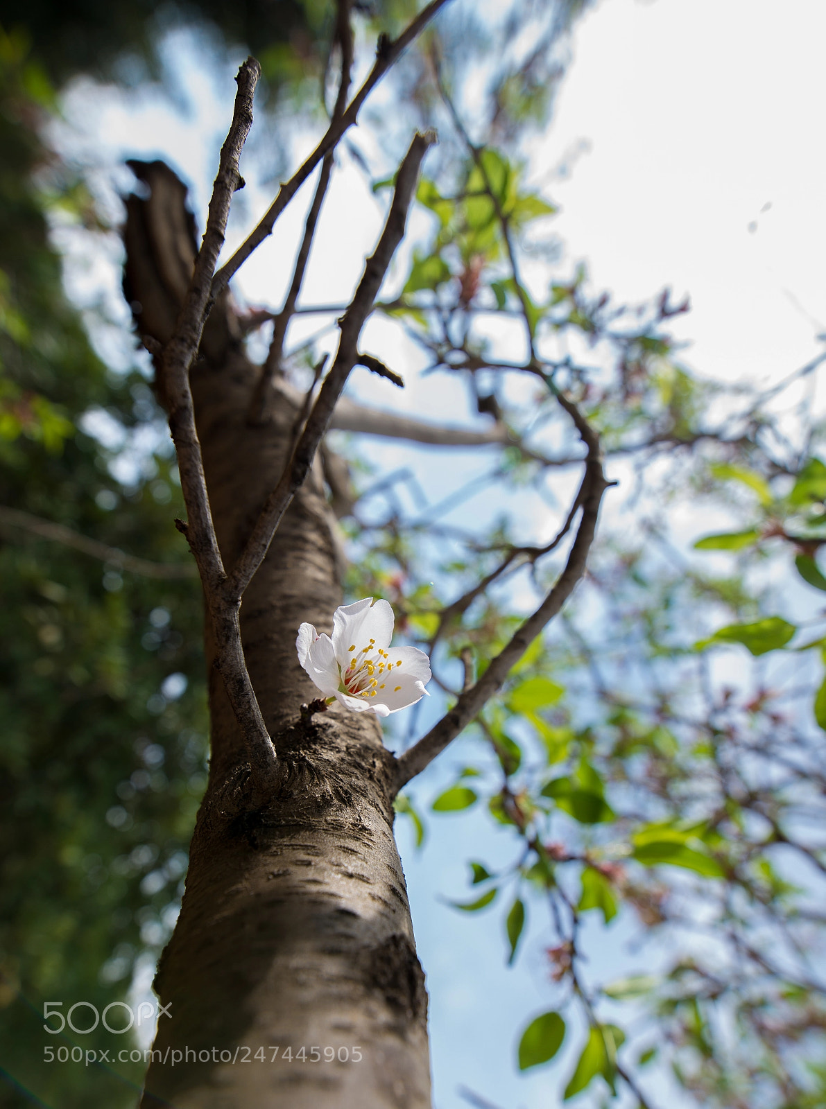 Nikon D610 sample photo. Tree photography