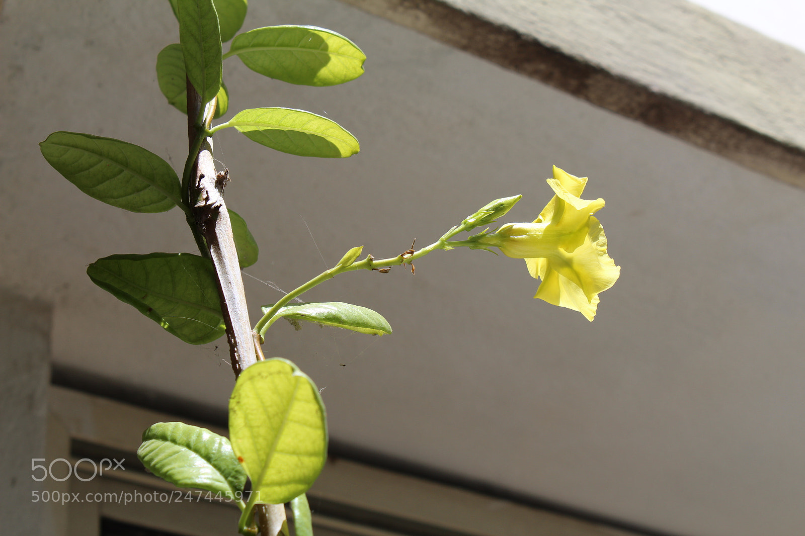 Canon EOS 1300D (EOS Rebel T6 / EOS Kiss X80) sample photo. Hibiscus photography