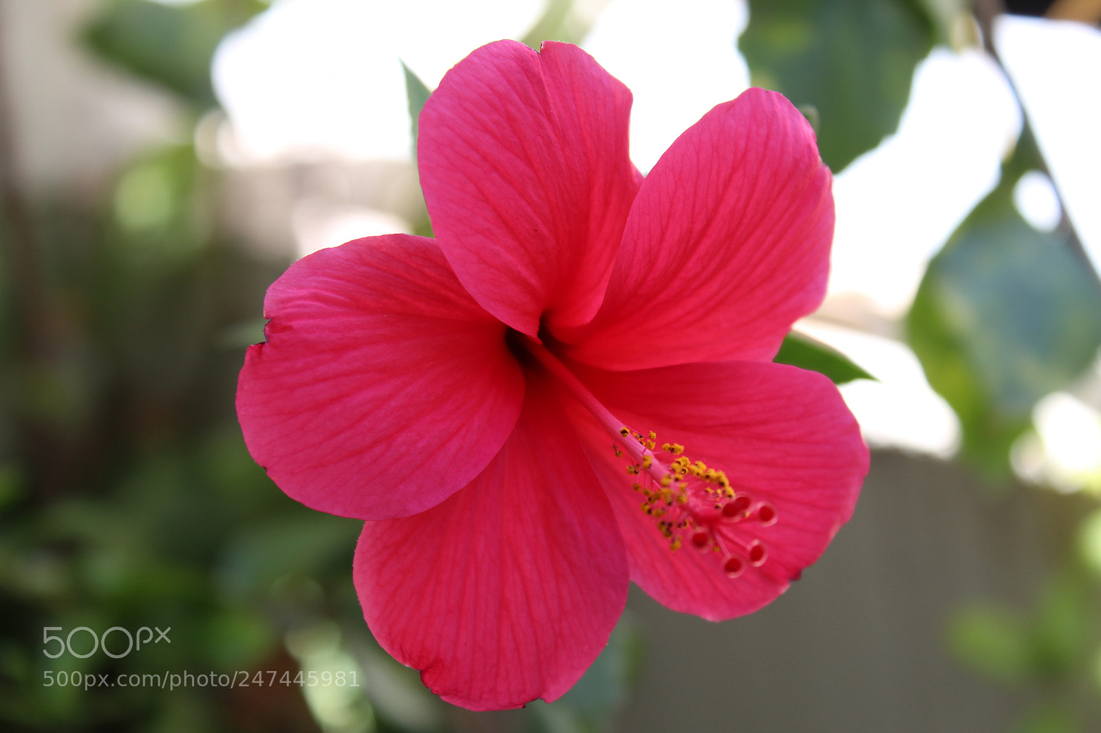 Canon EOS 1300D (EOS Rebel T6 / EOS Kiss X80) sample photo. Hibiscus photography