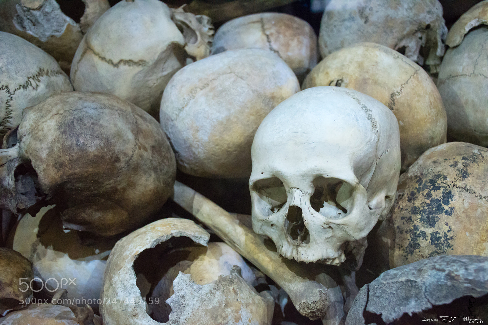 Nikon D5500 sample photo. Perished from the slaughter photography