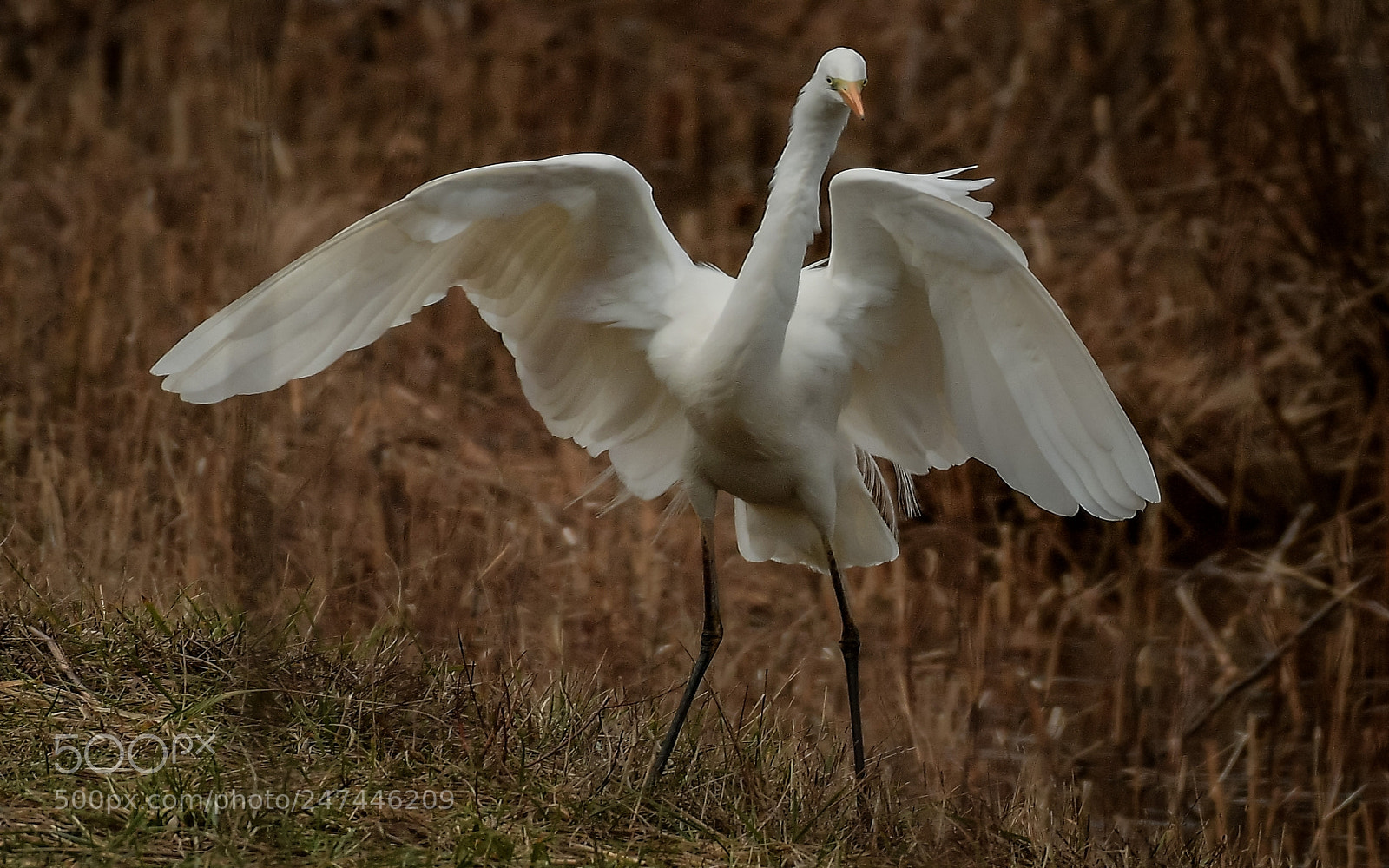 Nikon D500 sample photo. Grande aigrette photography