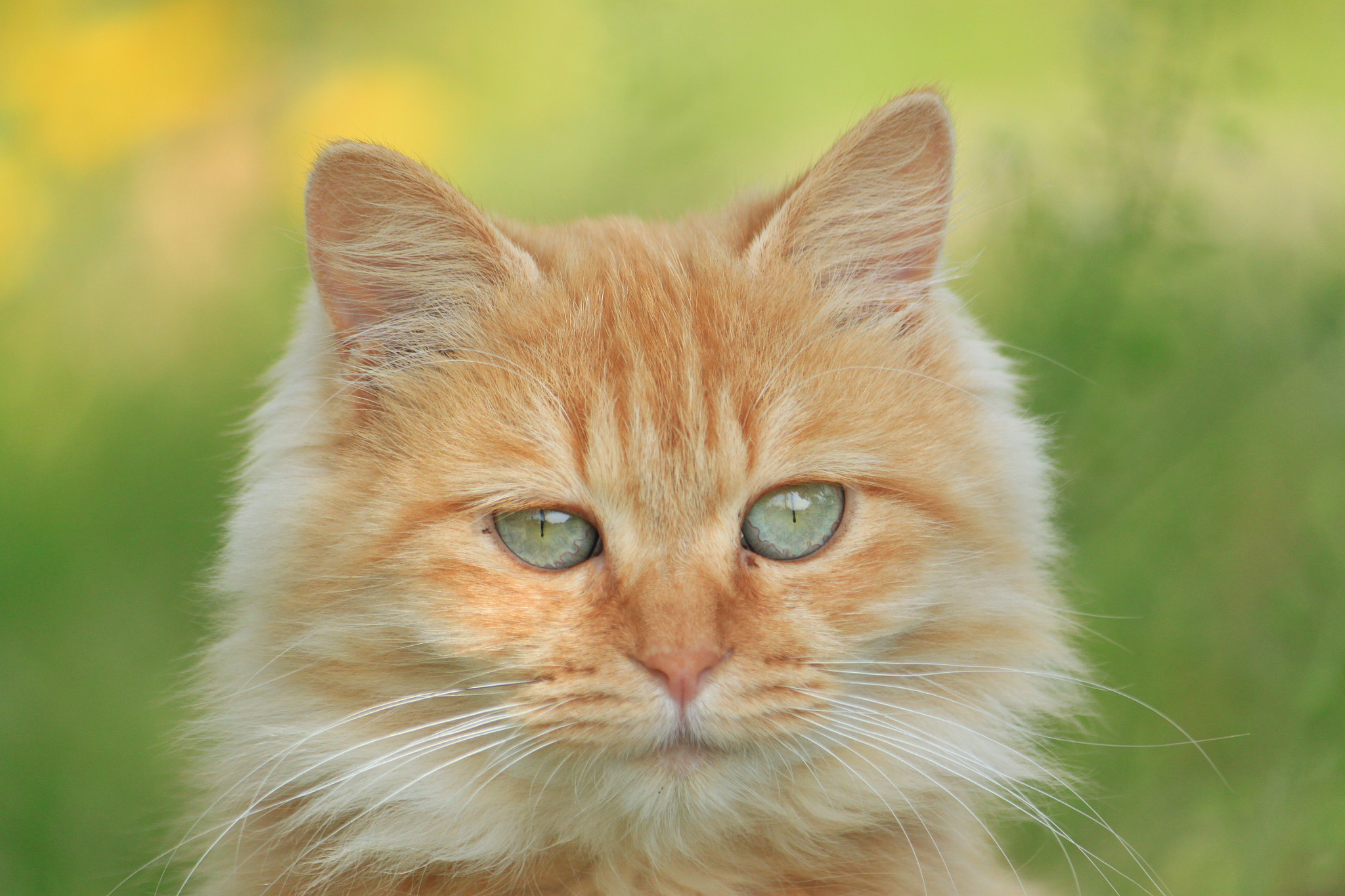 Canon EF-S 55-250mm F4-5.6 IS sample photo. ⭐️茶トラ 猫 photography