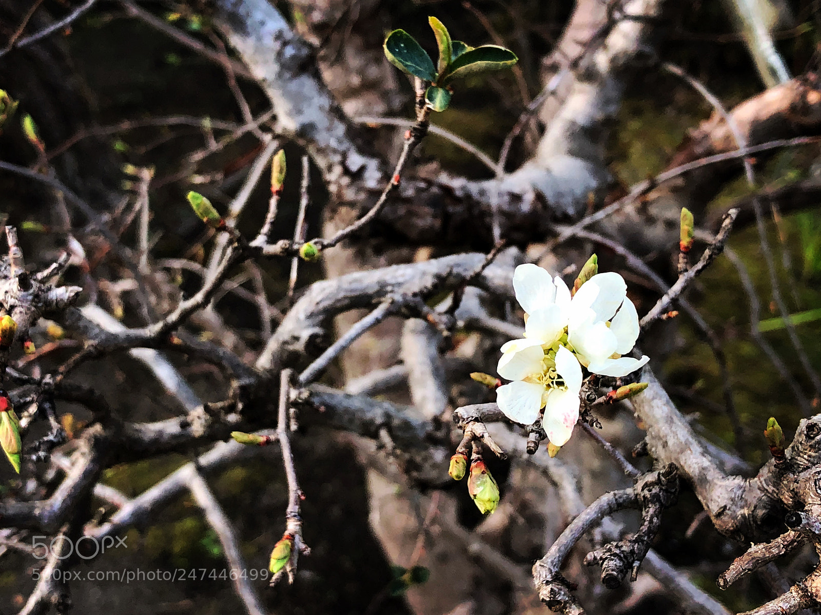 Apple iPhone X sample photo. Blossoms of early spring photography