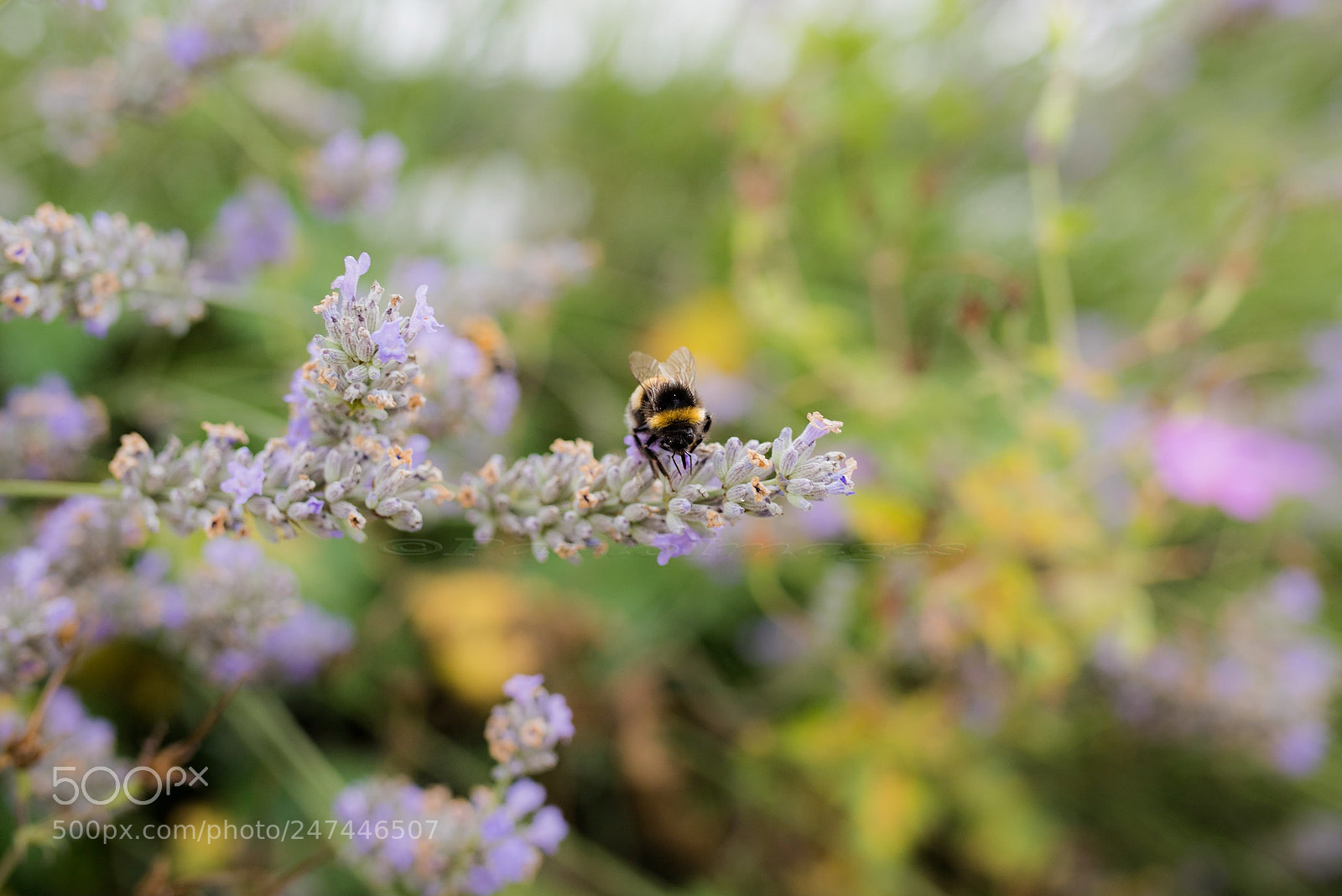 Nikon D810 sample photo. Collecting photography