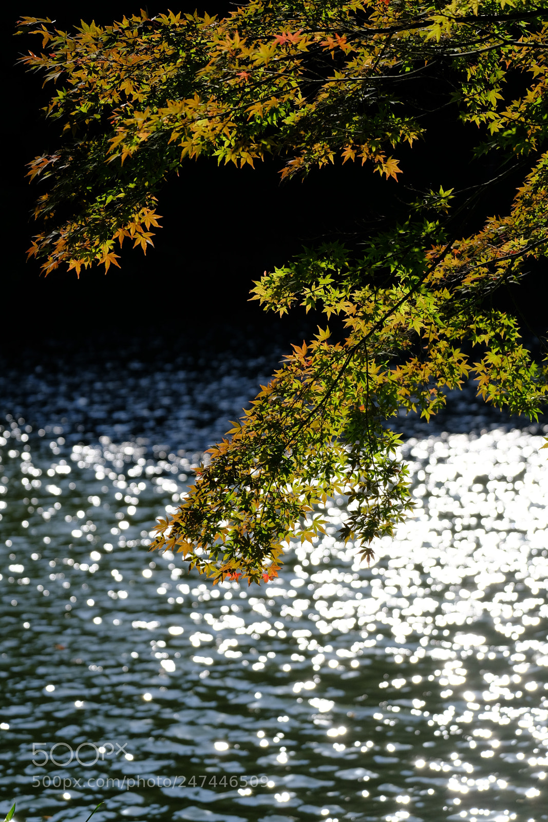 Fujifilm X-H1 sample photo. Natural photo photography