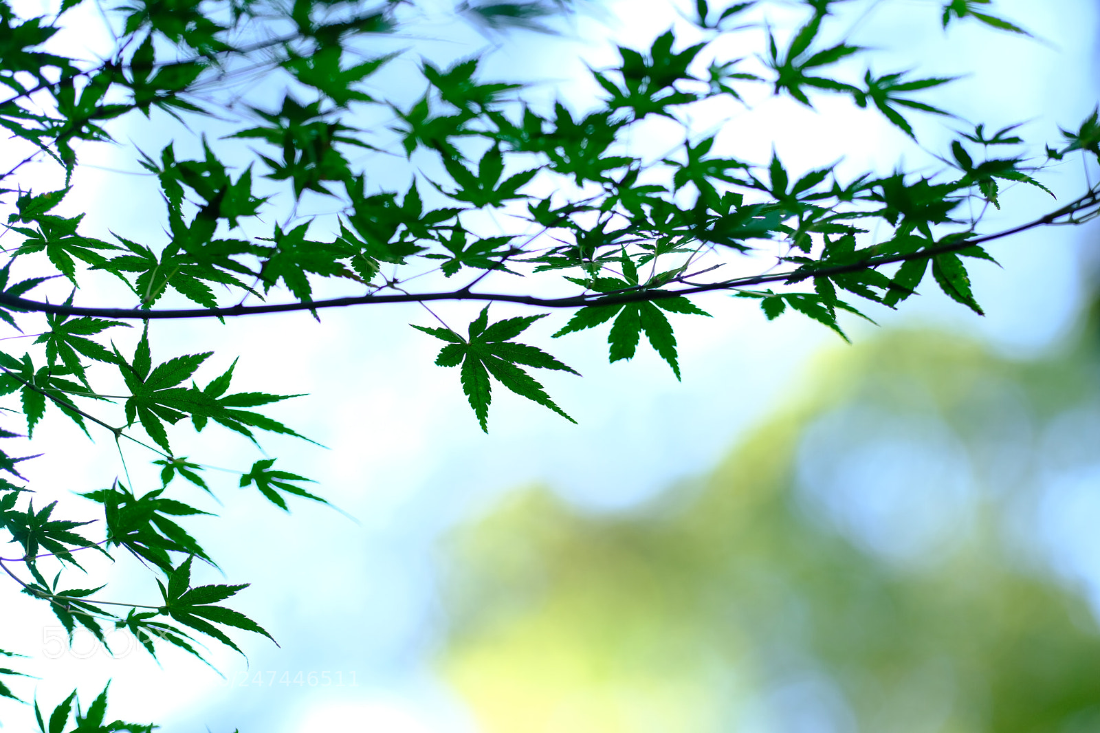 Fujifilm X-H1 sample photo. Natural photo photography