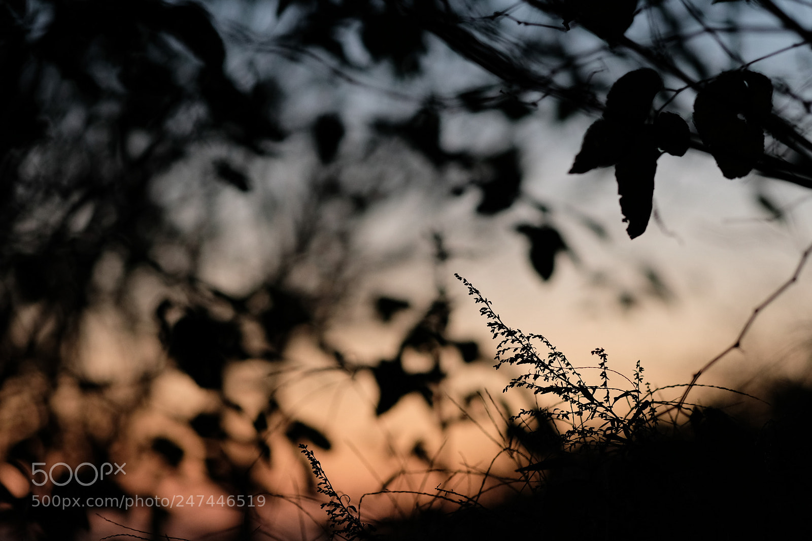 Fujifilm X-H1 sample photo. Natural photo photography