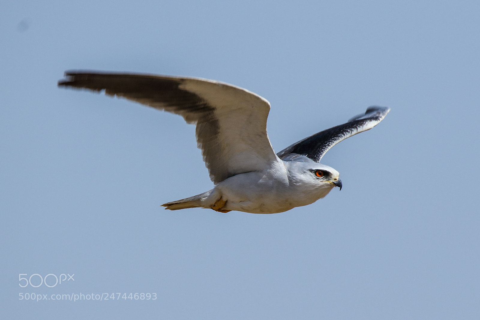 Canon EOS 7D Mark II sample photo. Black-winged kite photography