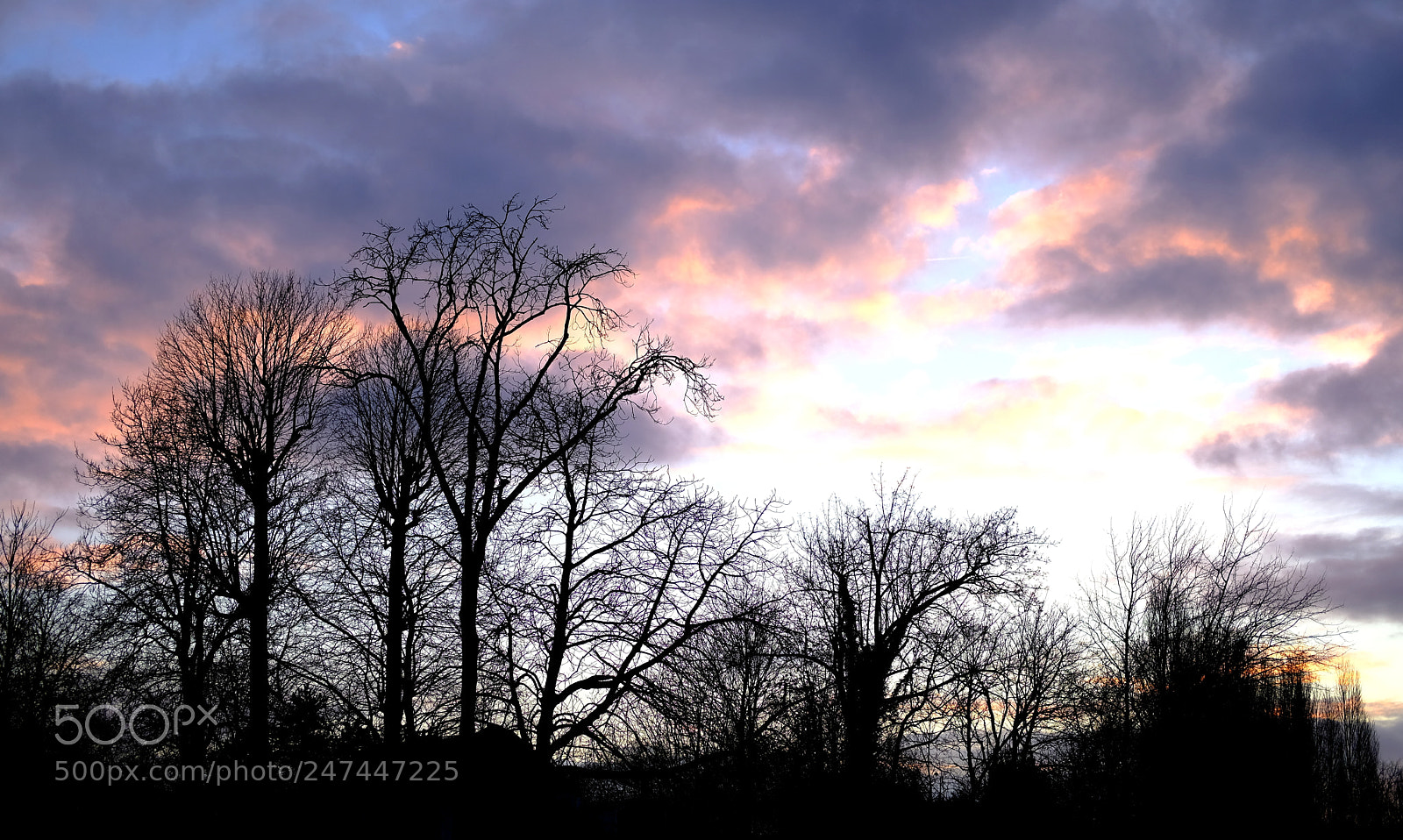 Fujifilm X-Pro2 sample photo. Trees and clouds. photography