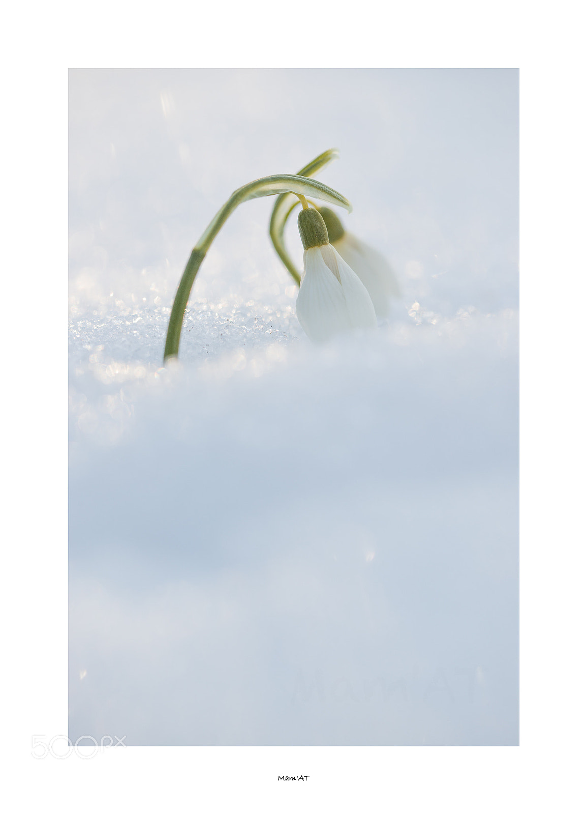 Canon EOS 6D Mark II sample photo. Snow drops photography