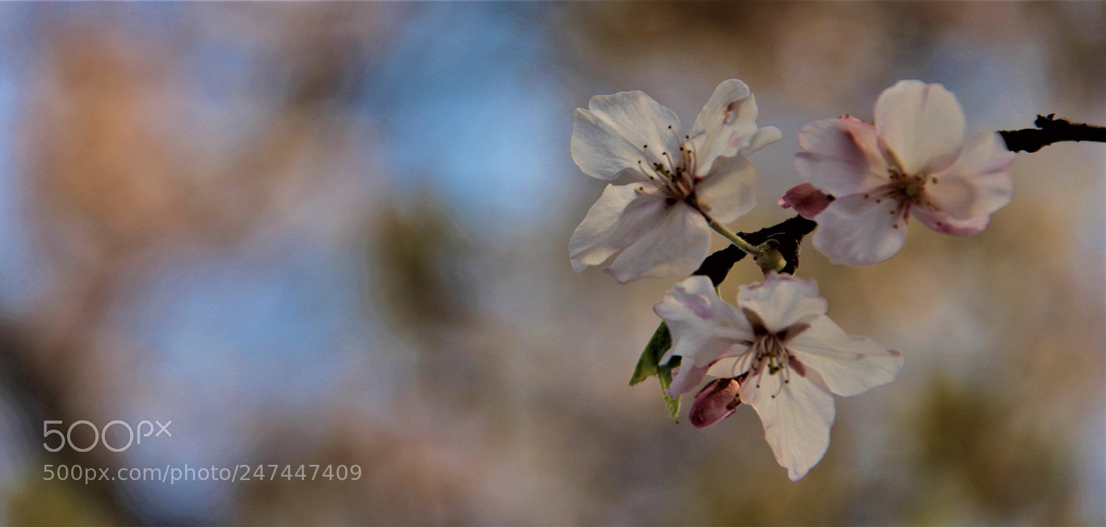 Canon EOS 100D (EOS Rebel SL1 / EOS Kiss X7) sample photo. Img photography