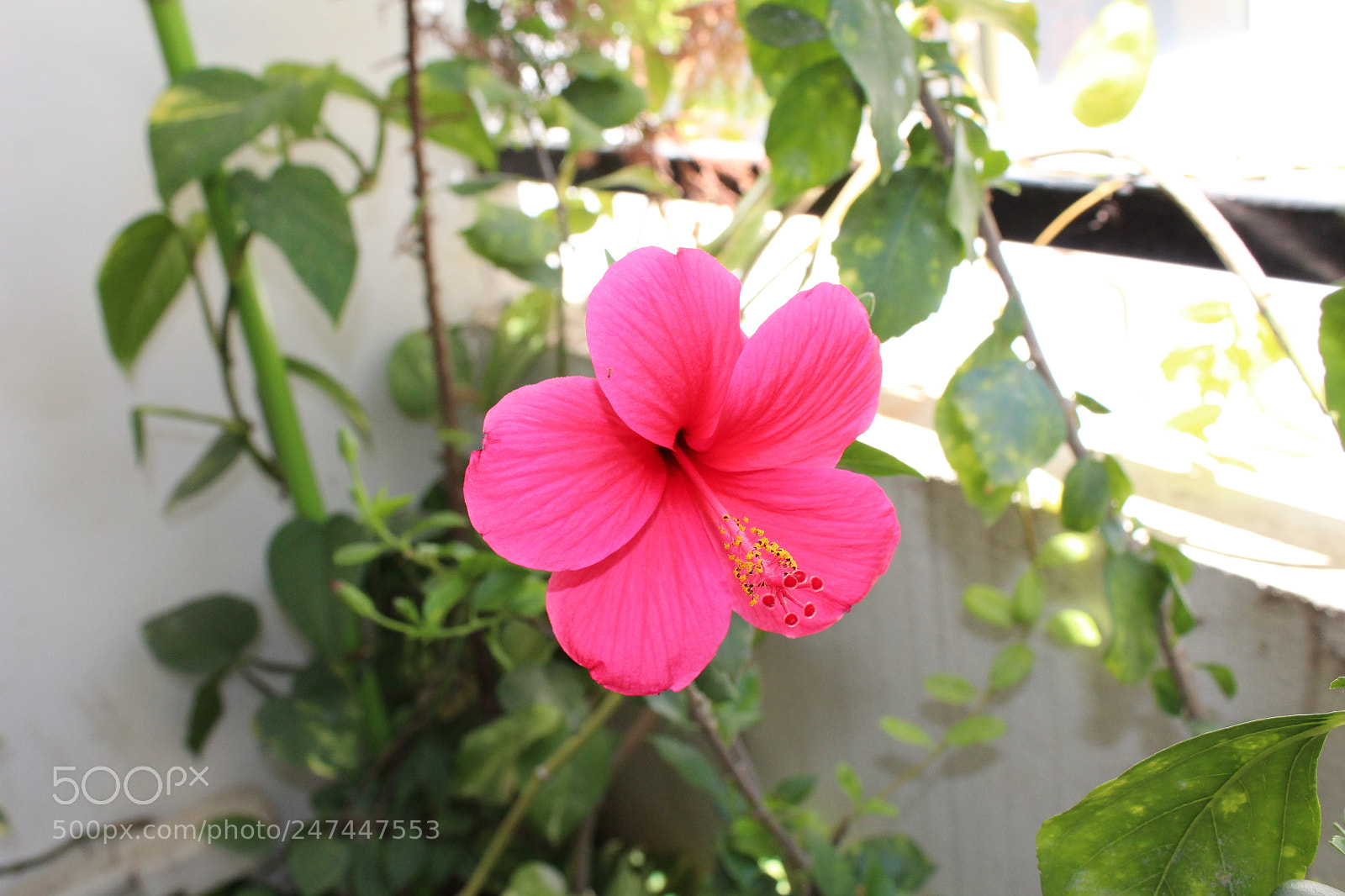 Canon EOS 1300D (EOS Rebel T6 / EOS Kiss X80) sample photo. Img photography