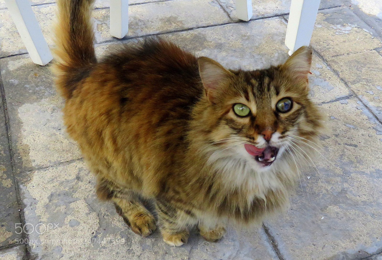 Canon PowerShot SX710 HS sample photo. Img photography