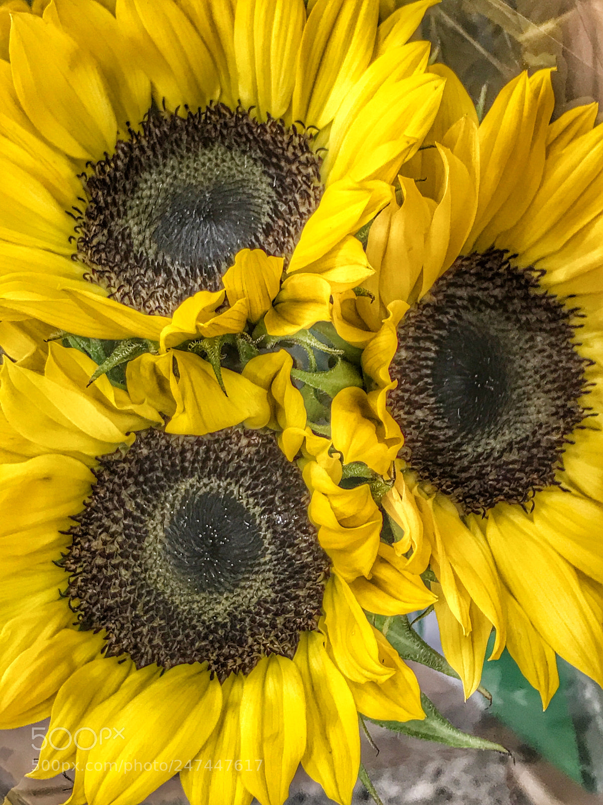 Apple iPhone 7 Plus sample photo. Mini sunflowers three photography