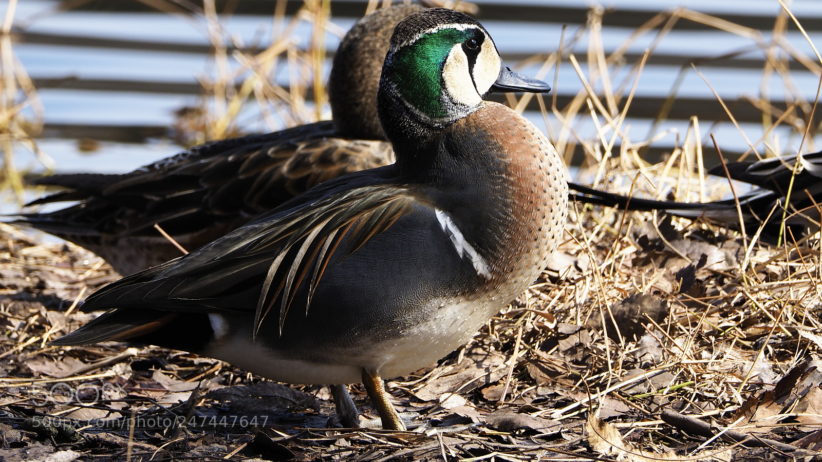 Olympus OM-D E-M1 Mark II sample photo. Cuddle photography