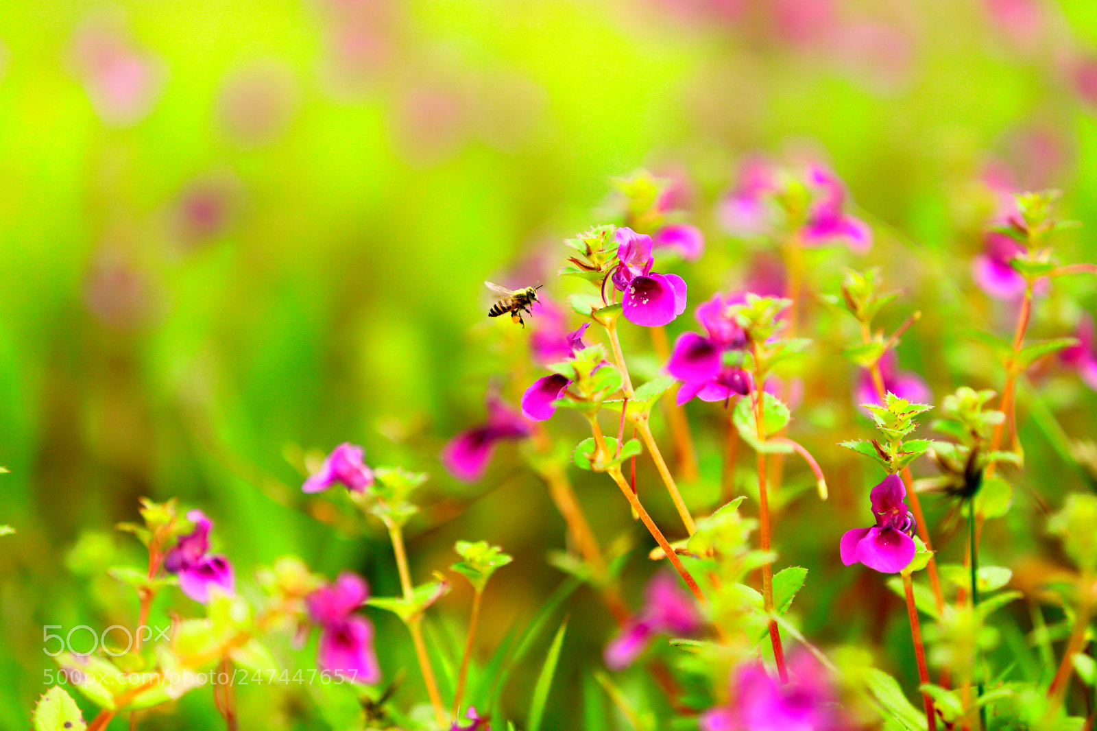 Canon EOS 6D Mark II sample photo. Hungry photography