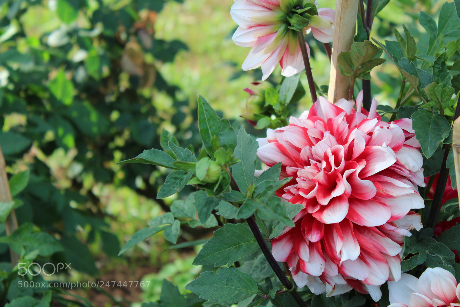 Canon EOS 1300D (EOS Rebel T6 / EOS Kiss X80) sample photo. Img photography