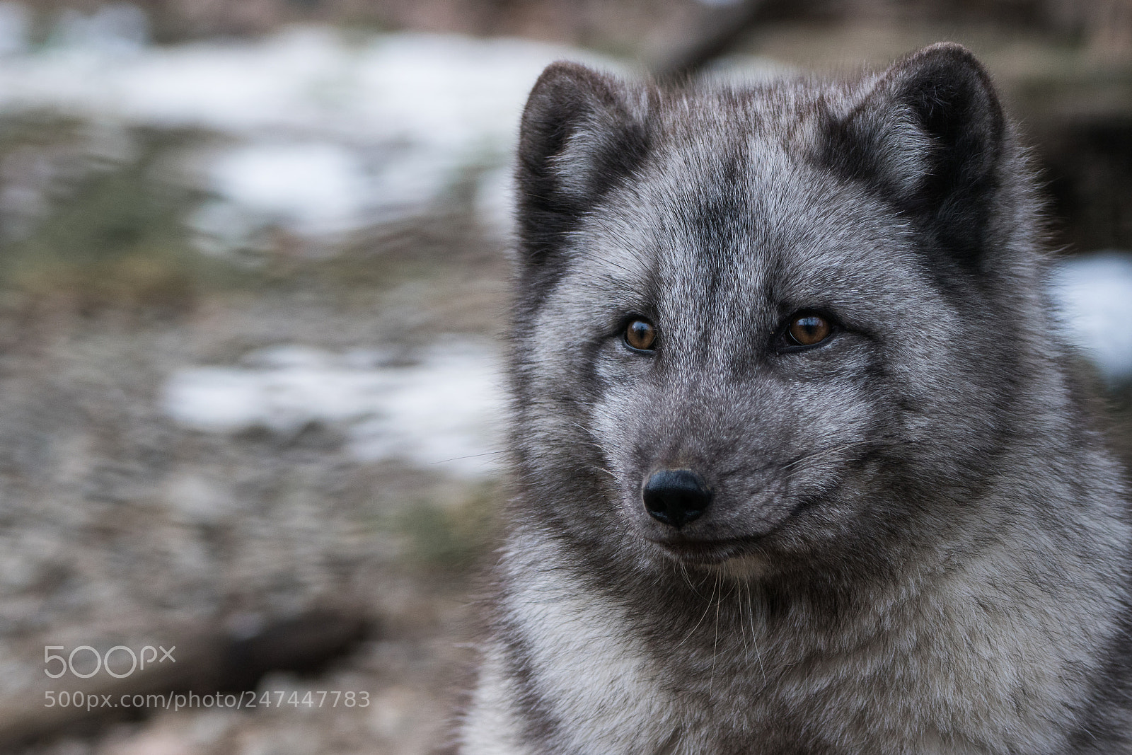 Sony ILCA-77M2 sample photo. Arctic fox photography