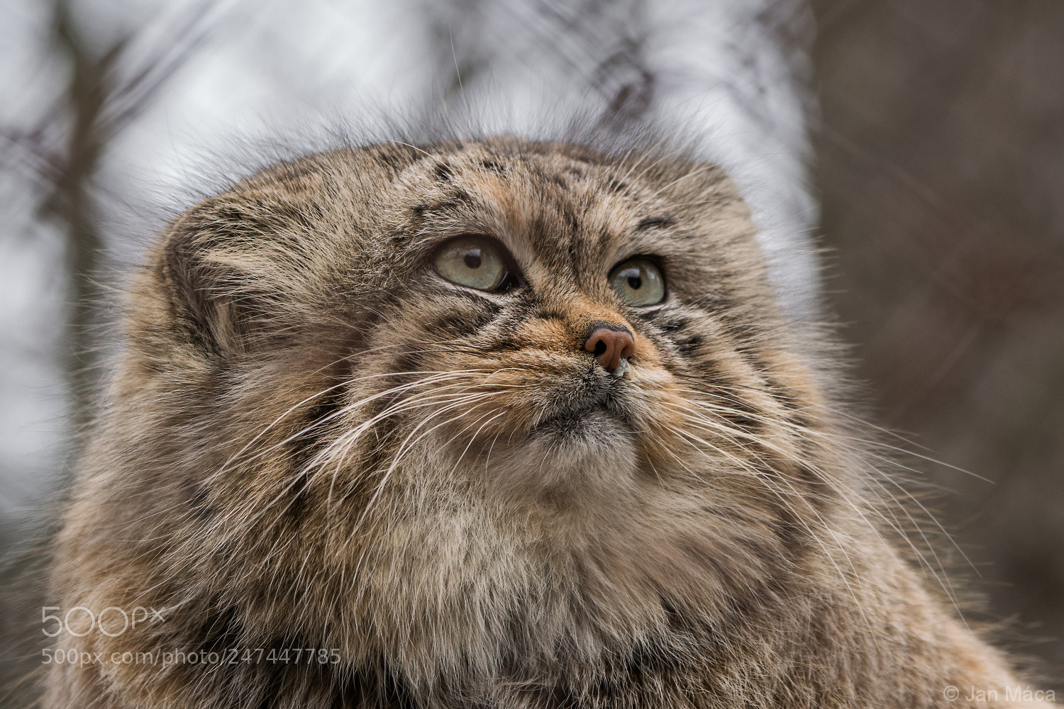 Sony ILCA-77M2 sample photo. Pallas's cat photography