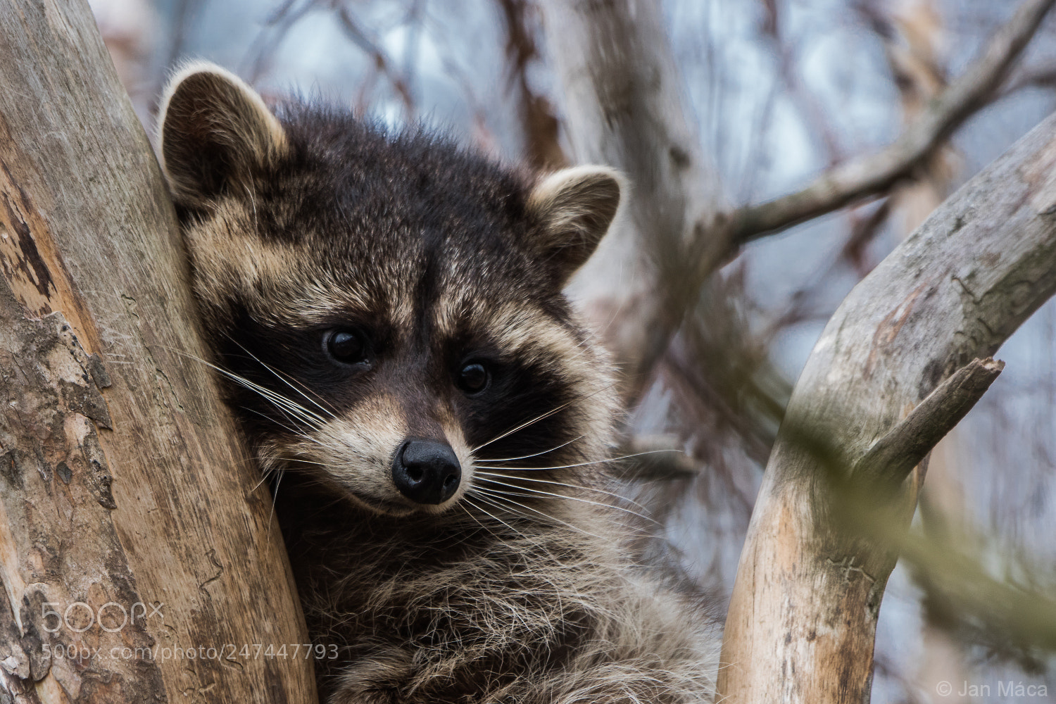 Sony ILCA-77M2 sample photo. Raccoon photography